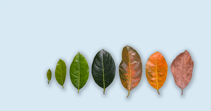 KOLEKSİYON<br>TASARIMI